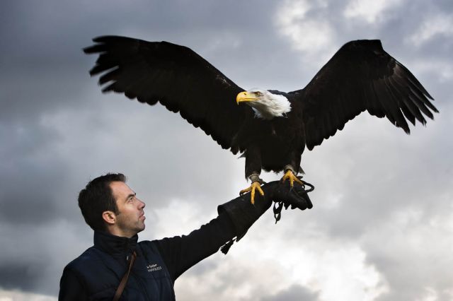 Zeearend met GoPro (Drone-Flight.com)